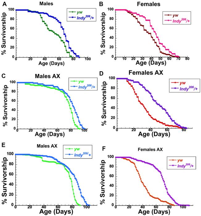 Indy reduction decreases aging-related dysbiosis in Drosophila