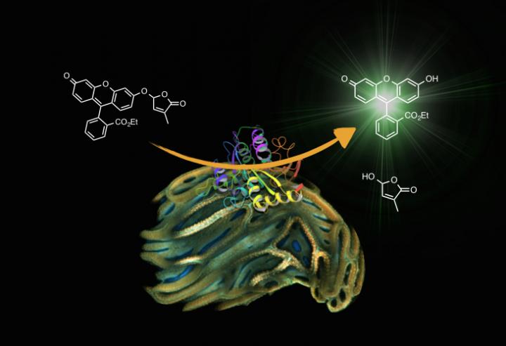Yoshimulactone Acting on <em>Striga</em>