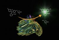 Yoshimulactone Acting on <em>Striga</em>