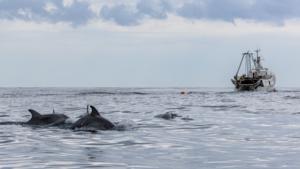 A group of bottlenose dolphins follow a bottom otter trawler in the waters of Marche, Italy