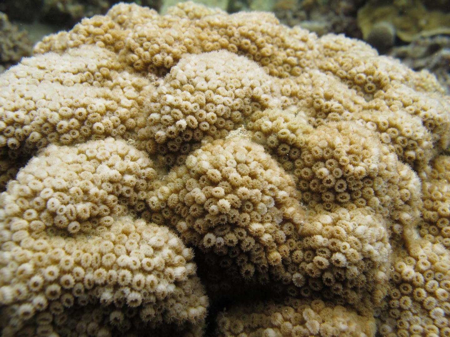 <i>Cyphastrea salae</i>