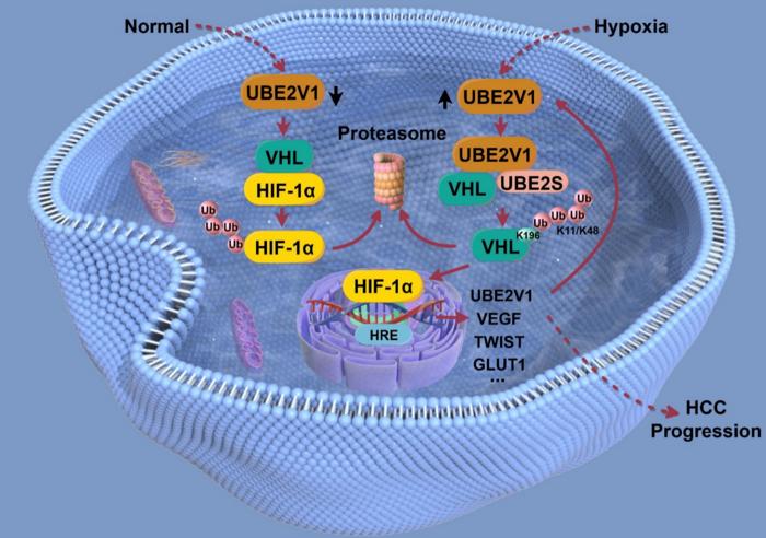 Fig. 1. The mechanistic scheme of this study.