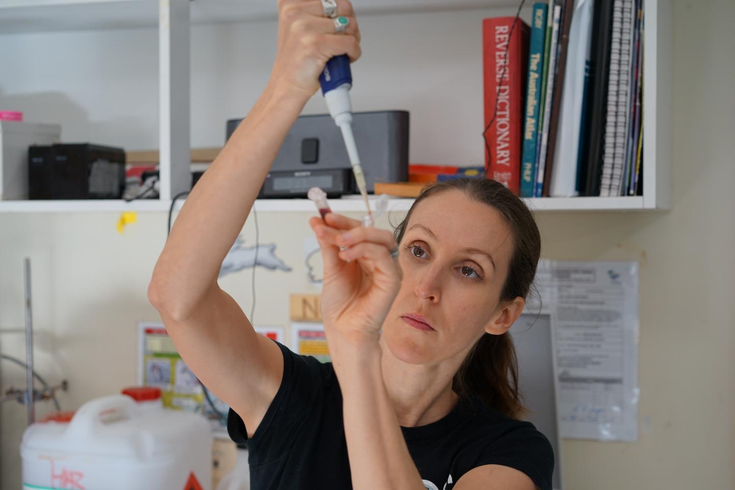 Processing Flesh-Footed Shearwater Blood Sample