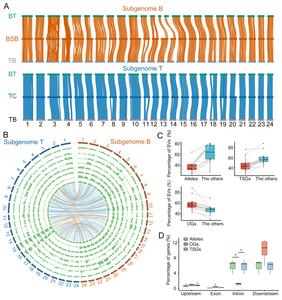 Genomic stability in hybrid fish testes reveals mechanisms of fertility