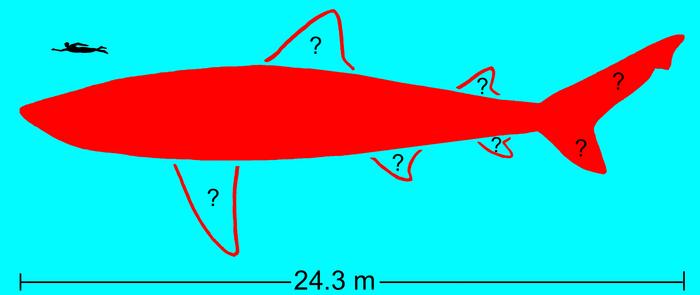 Tentative body outline of 24.3-meter-long (80-foot-long) extinct megatooth shark, Otodus megalodon