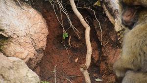 A macaque gathers and eats red clay soil