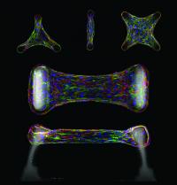 Multicellular Architecture Regulates Cellular Function (1 of 2)