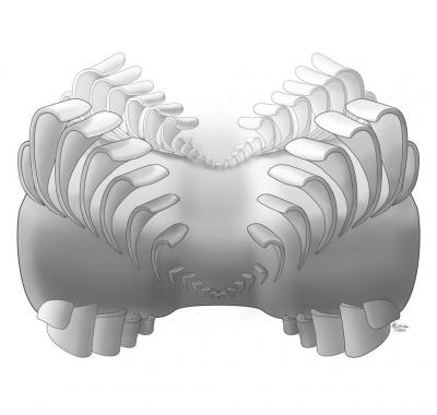 <i>Odontogriphus</i> Reconstruction