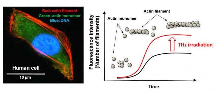 Terahertz Wave Activates Filamentation of Actin