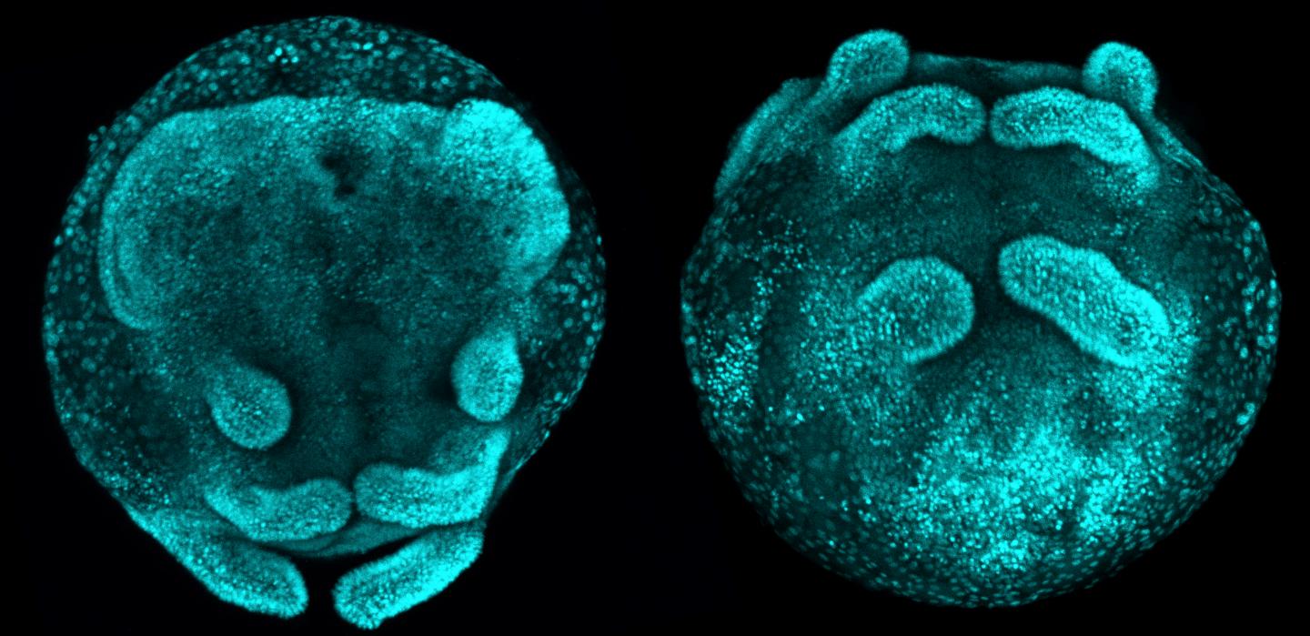 Silencing Sox21b-1 in Spiders