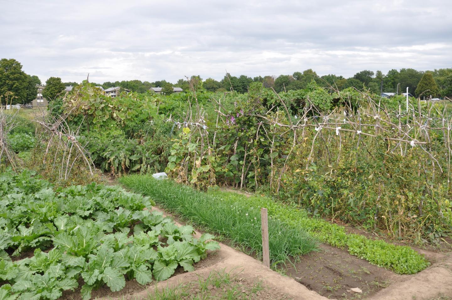 Urban Garden