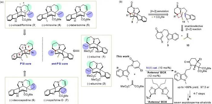 Synthesis of seven quebracho indole alkaloids using "antenna ligands" in 7-10 steps, including three first-ever asymmetric syntheses