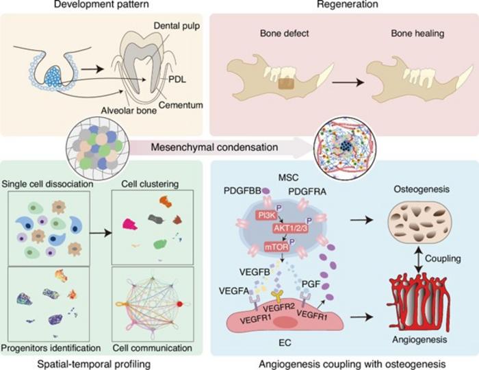 Periodontal tissue regeneration via MSC-EC signaling leading to angiogenesis-osteogenesis coupling.