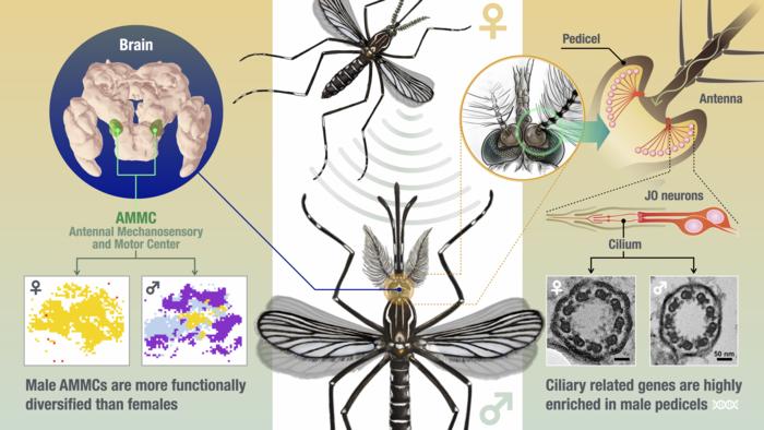 How Male Mosquitoes Target Females