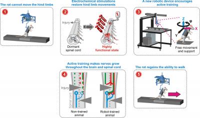 Rehab for Paralyzed Rats Restores Leg Movement (4 of 8)