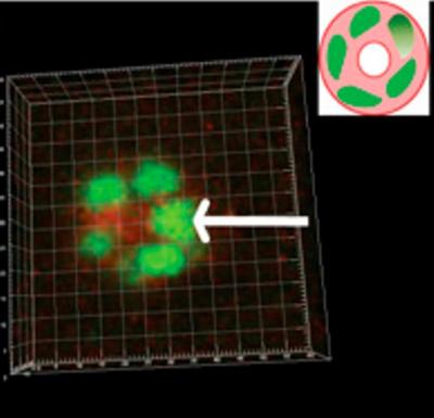 Breast Cells Forming Acini