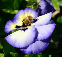 Honeybee on Pansy