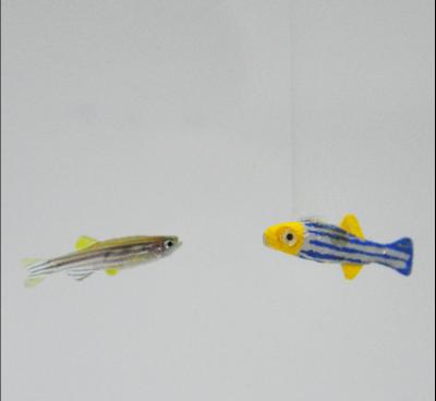 A First: Robotic Fish Reacts to Live Ones