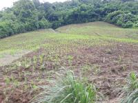 Deforestation in Southeast Asia (1 of 2)