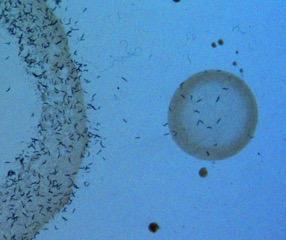 Foraging Worms