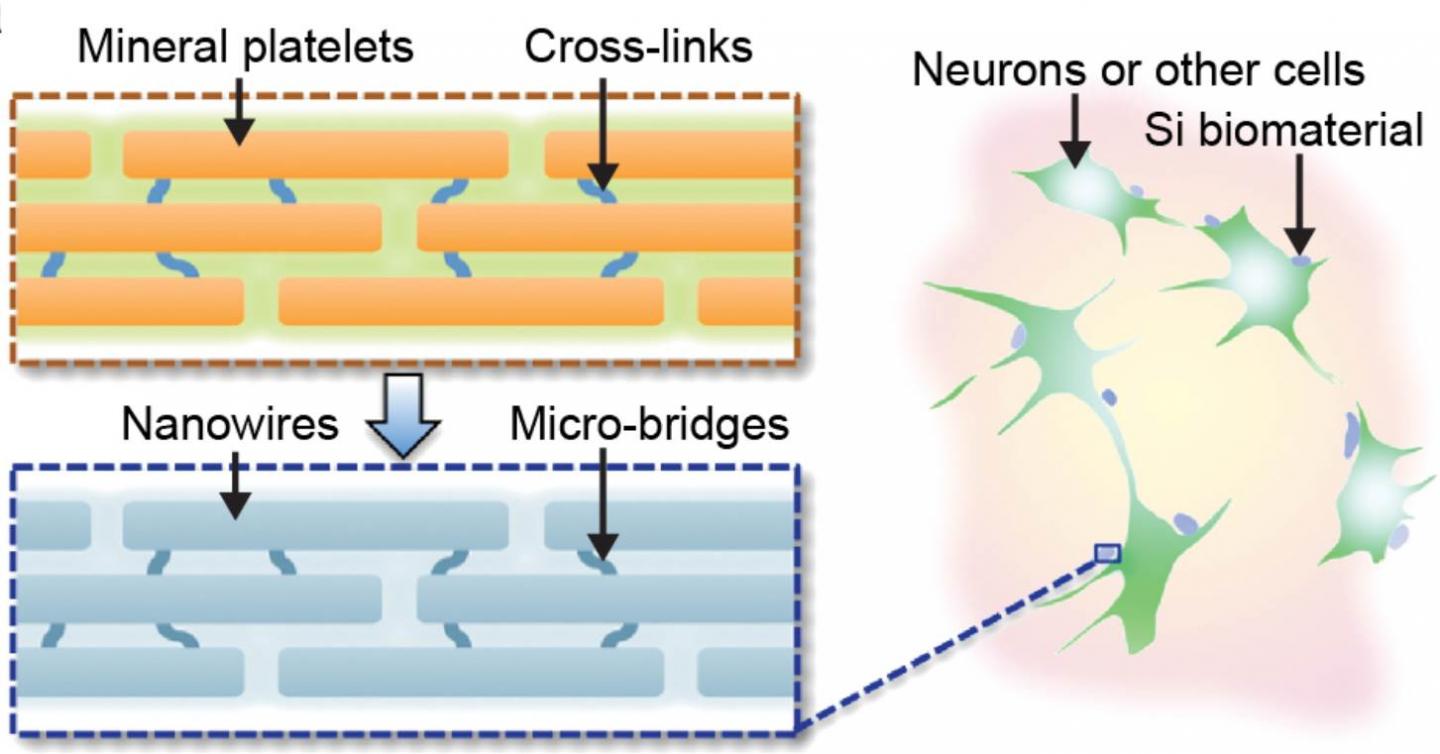 Diagram Depicting Particle Structure