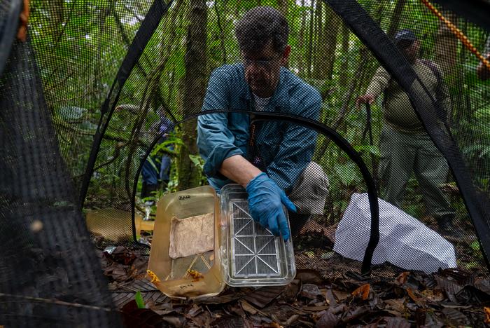 Director of the Panama Amphibian Rescue and Conservation Project (PARC) Roberto Ibañez releasing a group of golden frogs into the wild.