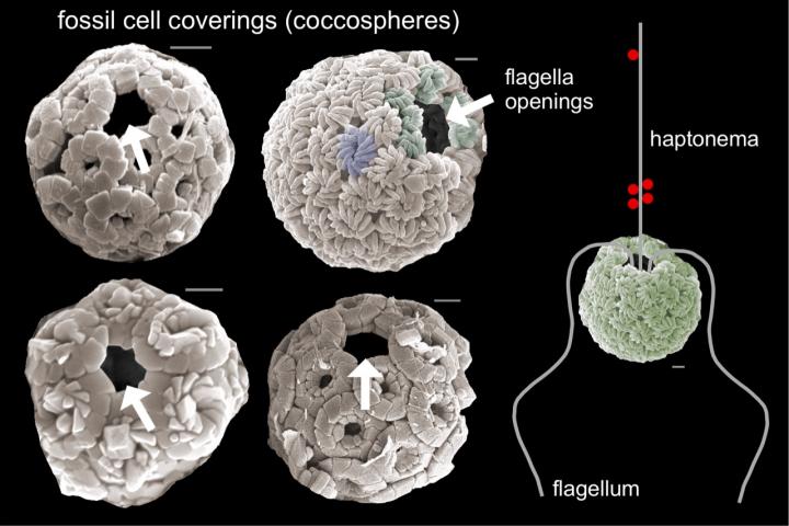 SEM of fossil cell coverings
