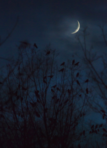 Jackdaws roosting in a tree