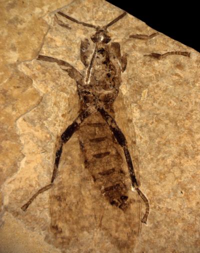 Scorpionflies Push Back Earliest Pollination (5 of 6)