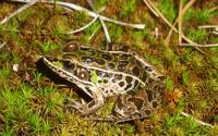 Southern Leopard Frog