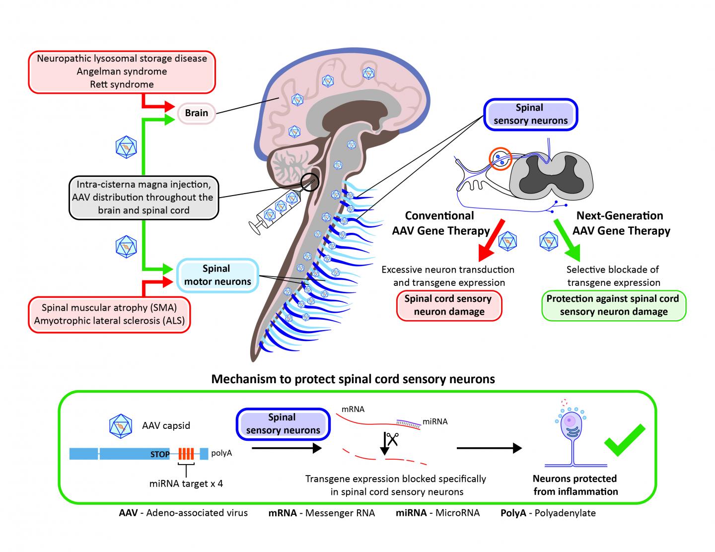 Modified Viral Vectors Could Make Gene Therapies Safer in the Nervous System (1 of 4)