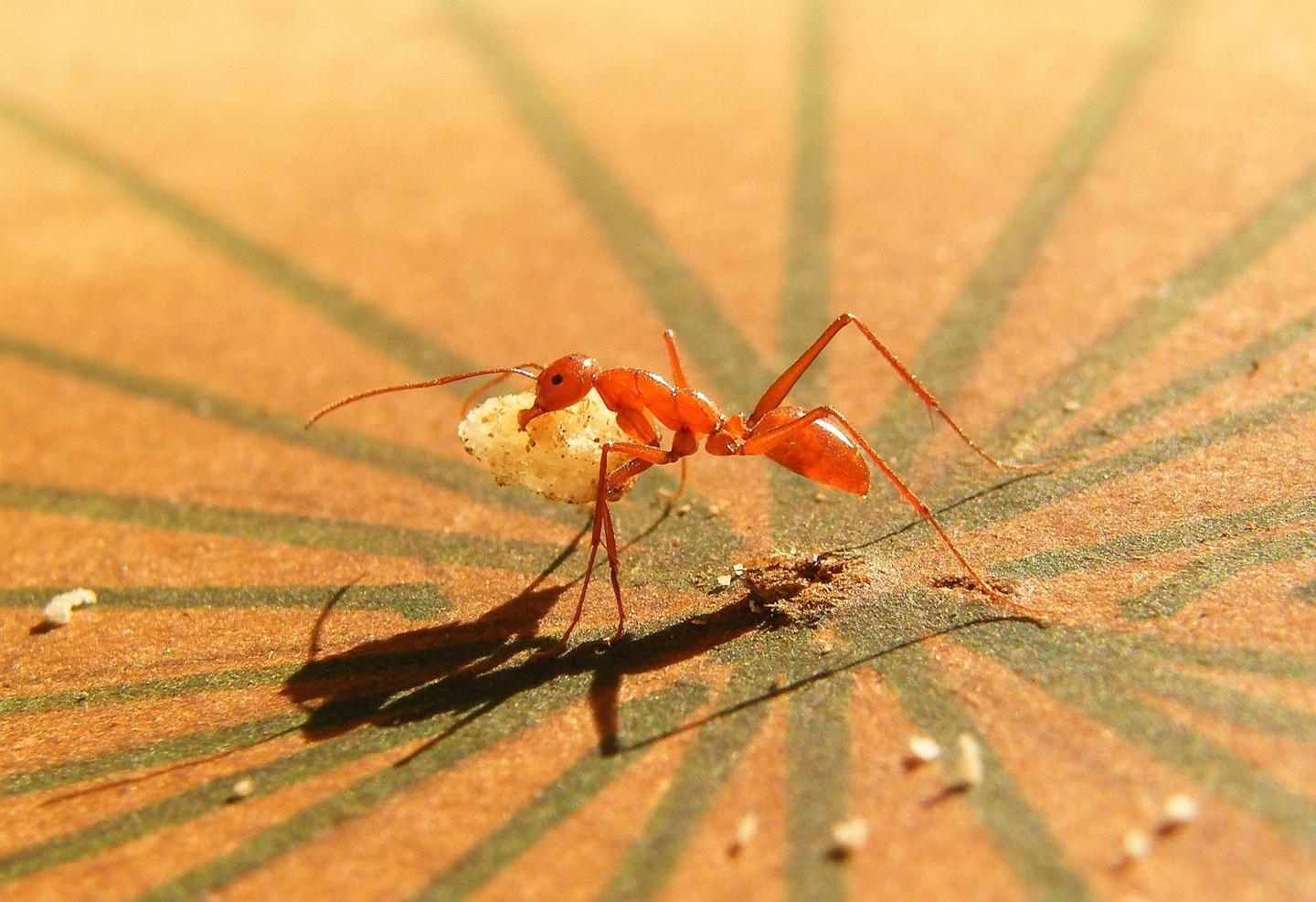 Melophorus bagoti