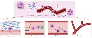 Mechanical regulation of tumor metastasis from intravasation to extravasation