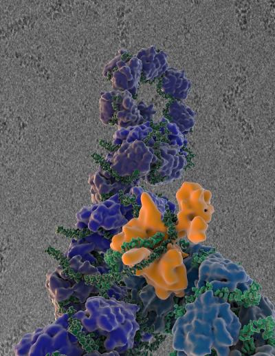 Flu Virus' Replication Machinery, Revealed (1 of 2)