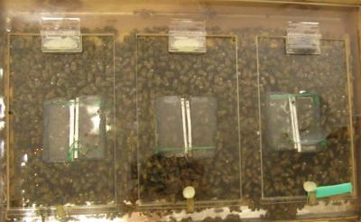 Honey Bees Separated from Young Change Circadian Rhythms