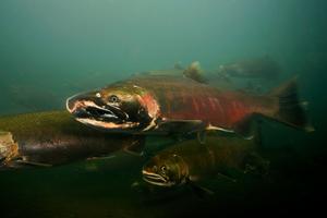 Coho salmon