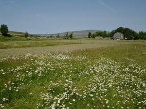 Colt Park study site