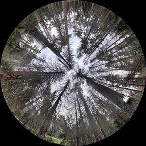 Synthetic hemispheric canopy image