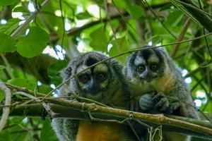 Owl Monkeys