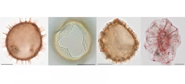 Dinoflagellate Cysts