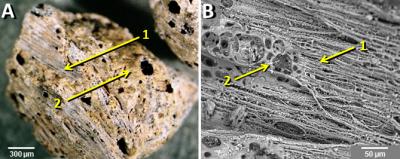 Microscopic Images of Grains of Melted Quartz