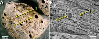 Microscopic Images of Grains of Melted Quartz