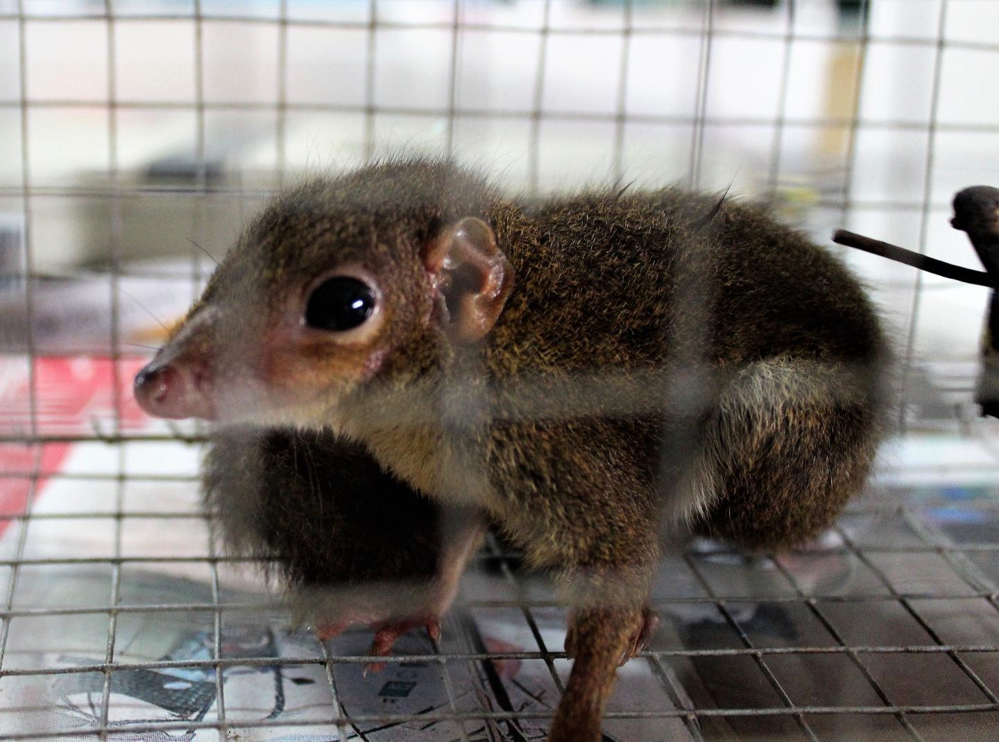 Bornean treeshrew
