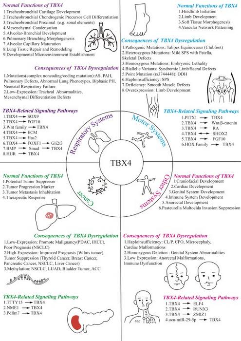 Functional network and cross-system regulatory mechanisms of TBX4.