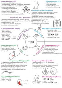Functional network and cross-system regulatory mechanisms of TBX4.