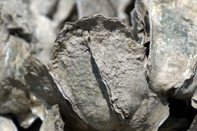 Oyster (3 of 3)