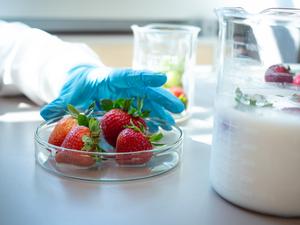 Strawberries dipped in the agar-based coating drying in the lab.