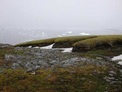 West Coast Deep Moss Bank