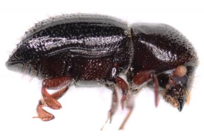 <i>E. validus</i> Female