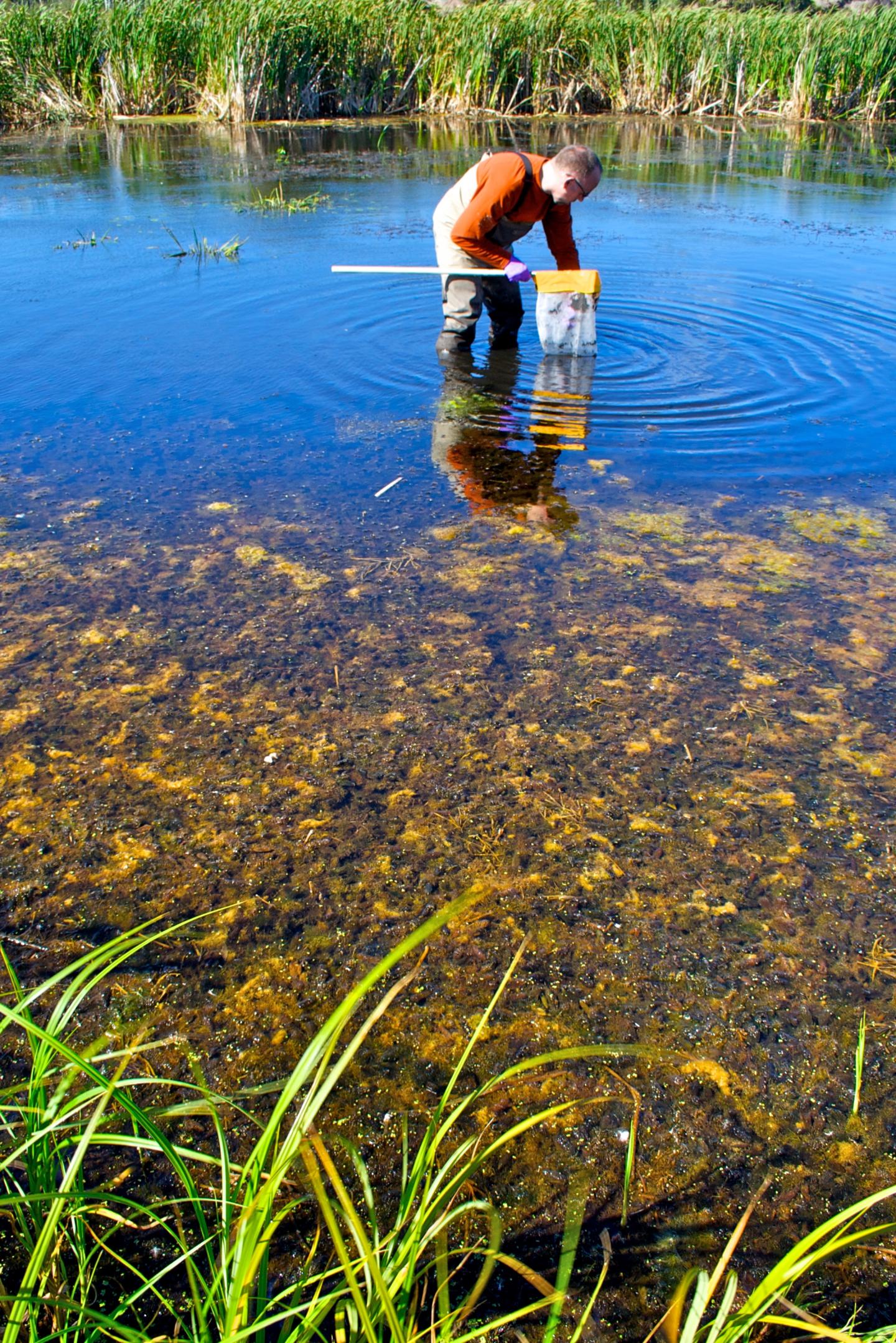 Freshwater Sampling